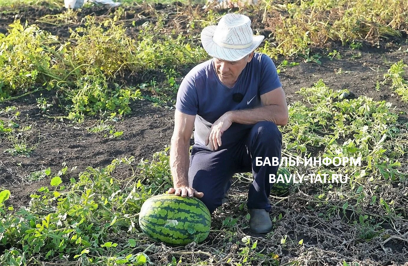 Увлечение выращиванием арбузов у Марата Валитова началось с простого любопытства