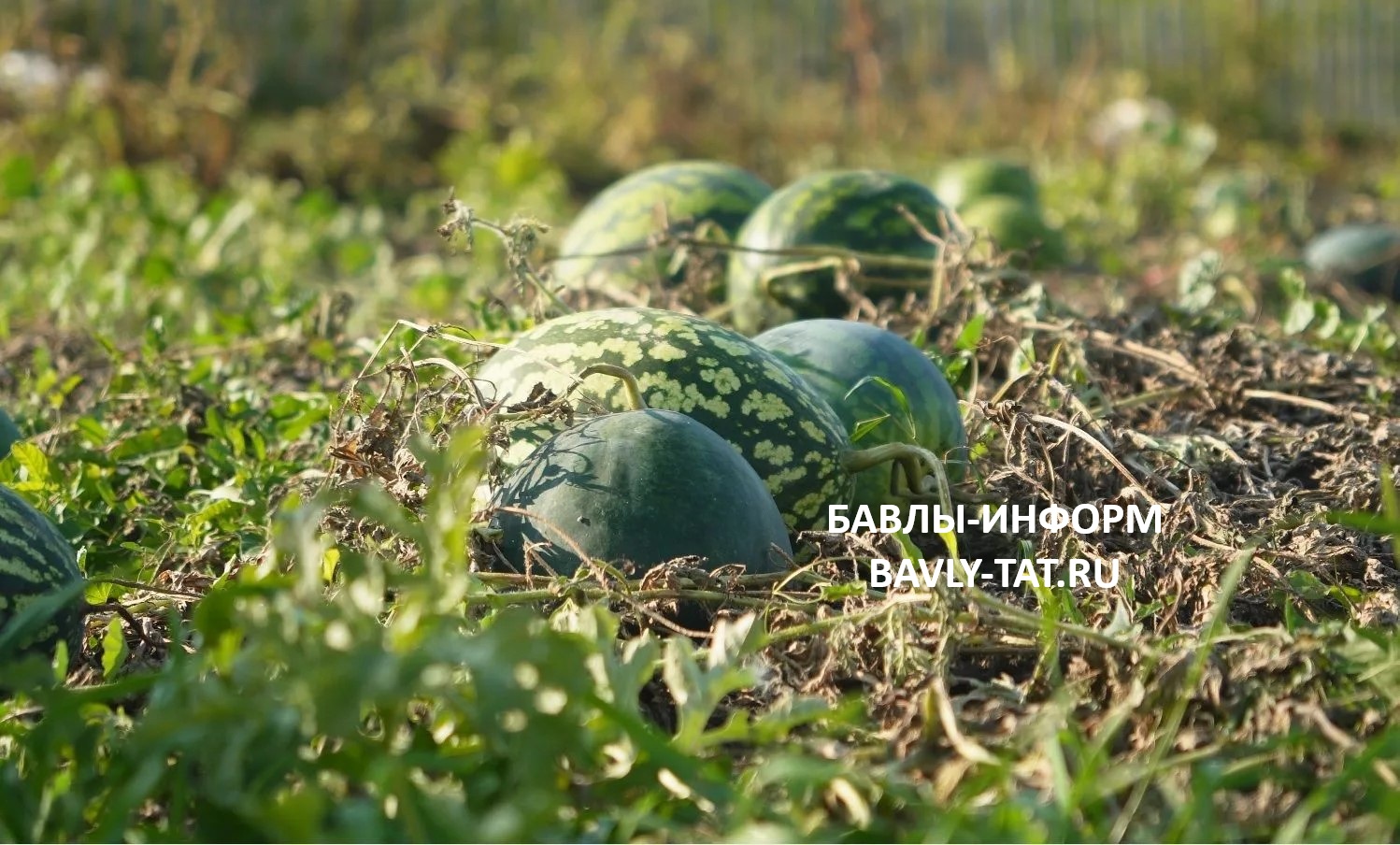 Садовод выращивает три сорта арбузов: раннеспелый, соль-илецкий и волгоградский