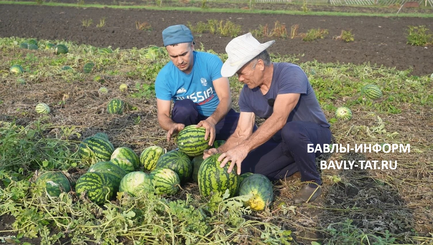 В этом году из-за почти месячной неблагоприятной погоды арбузы выросли поменьше – до 10 кг