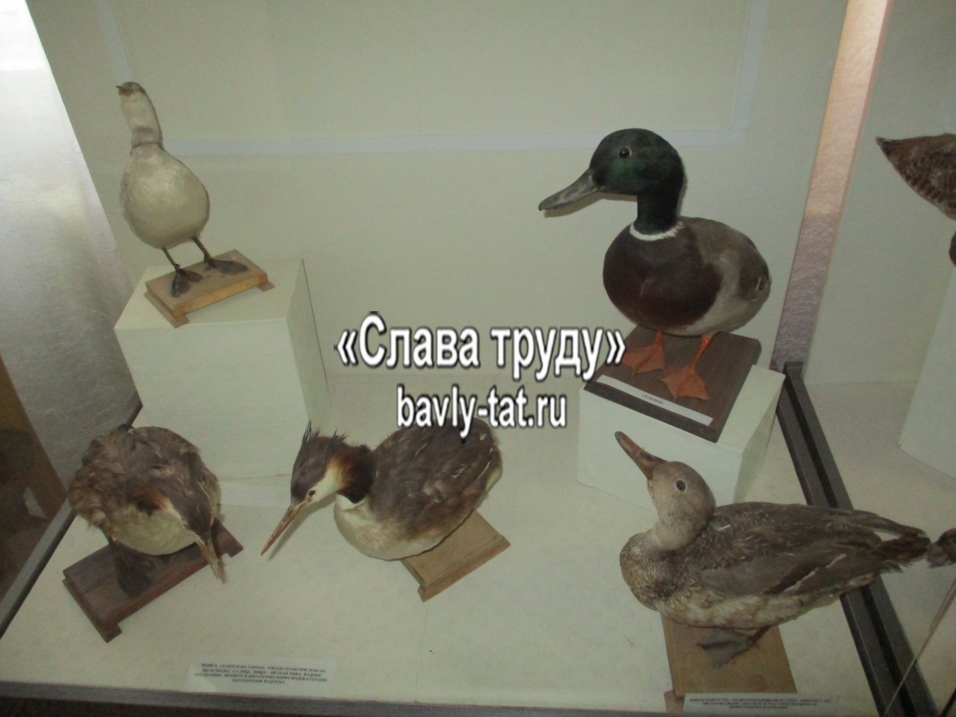В Бавлинском музее провели день птиц