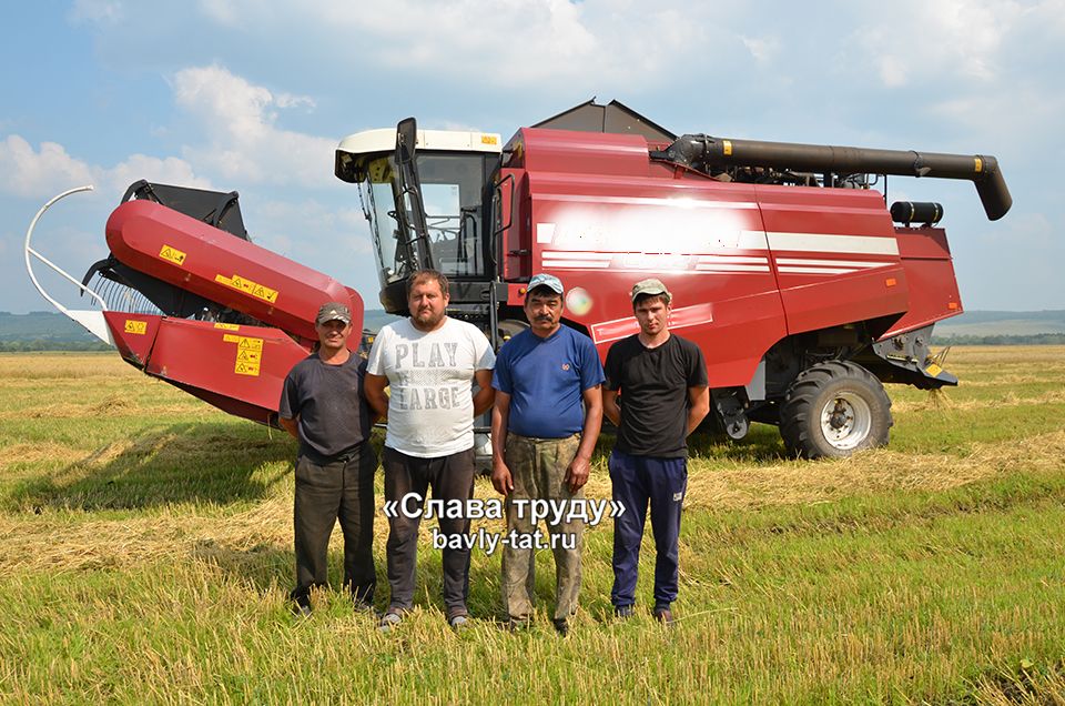 В Бавлинском районе уборка зерновых набирает обороты