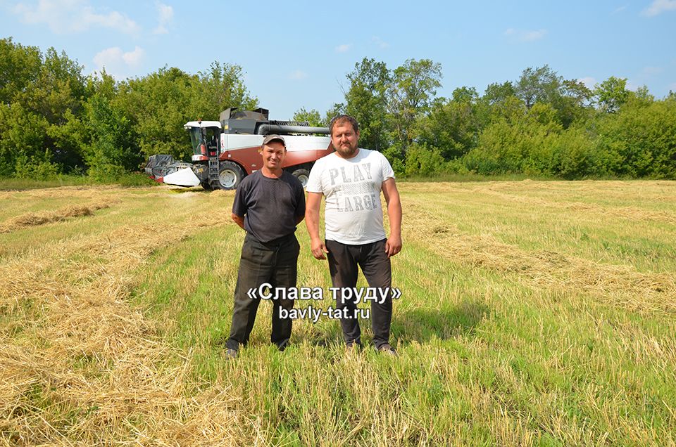 В Бавлинском районе уборка зерновых набирает обороты
