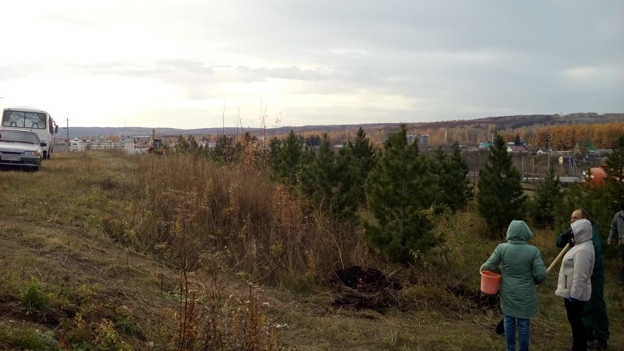 Город станет ещё зеленее: В Бавлах сажают деревья
