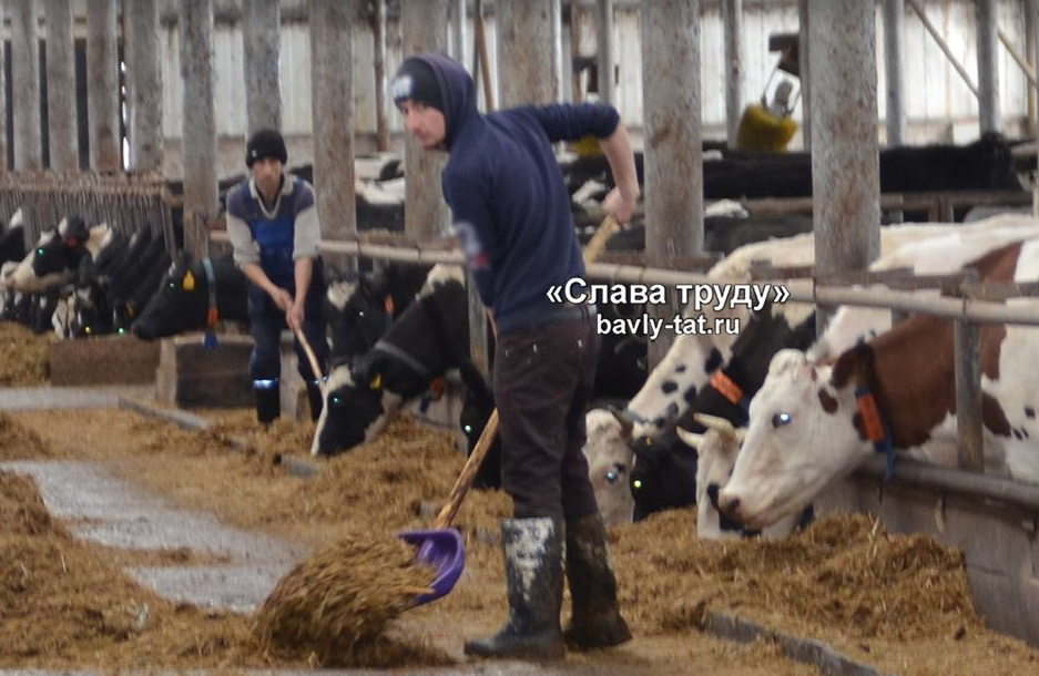Бавлинские животноводы завершают зимовку скота с улучшенными показателями
