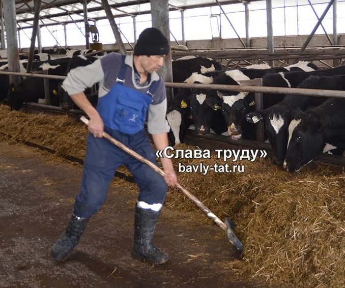 Бавлинские животноводы завершают зимовку скота с улучшенными показателями