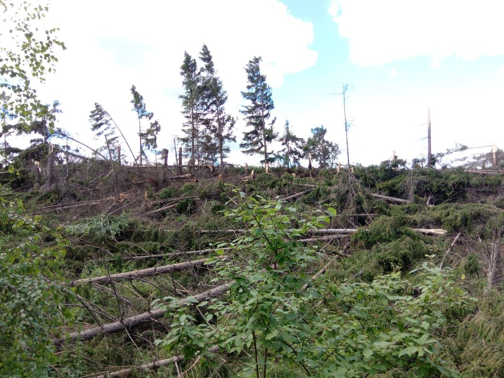 В Бавлинском районе ветер срывал крыши, вырывал с корнями деревья (фоторепортаж)