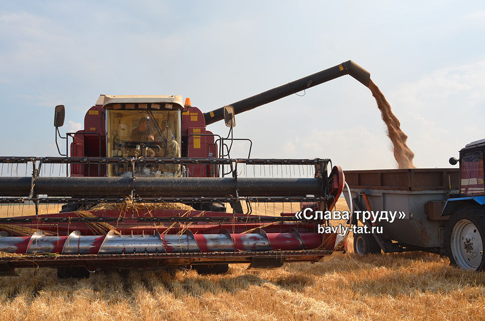 Бавлинцев радует урожай зерновых