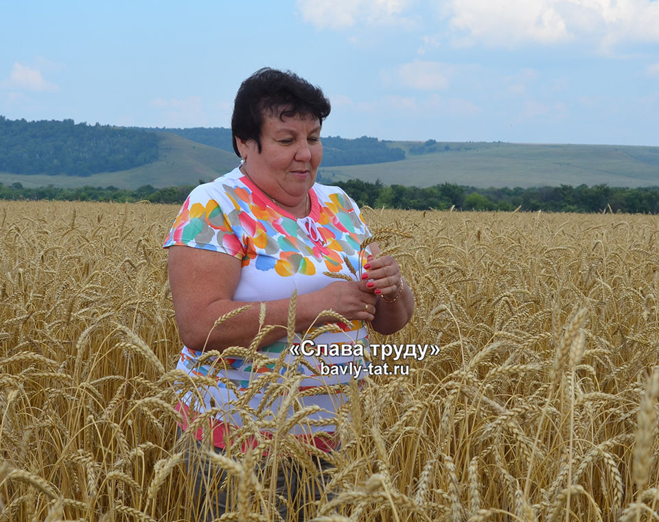Бавлинцев радует урожай зерновых