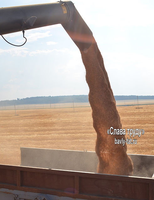 На бавлинских полях идёт уборка зерновых культур