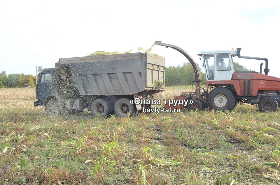 На полях Бавлинского района идет уборка кукурузы на силос