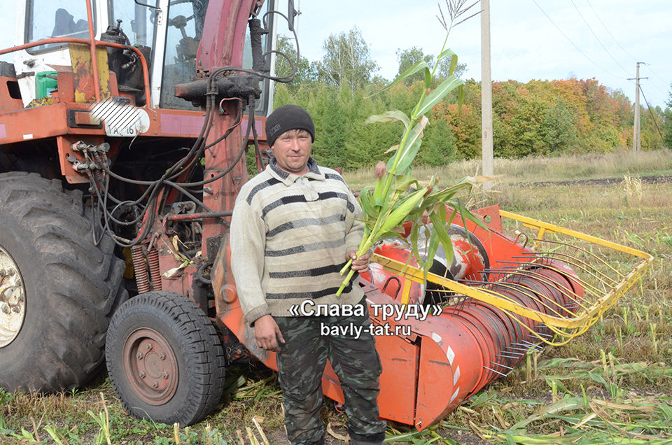 На полях Бавлинского района идет уборка кукурузы на силос