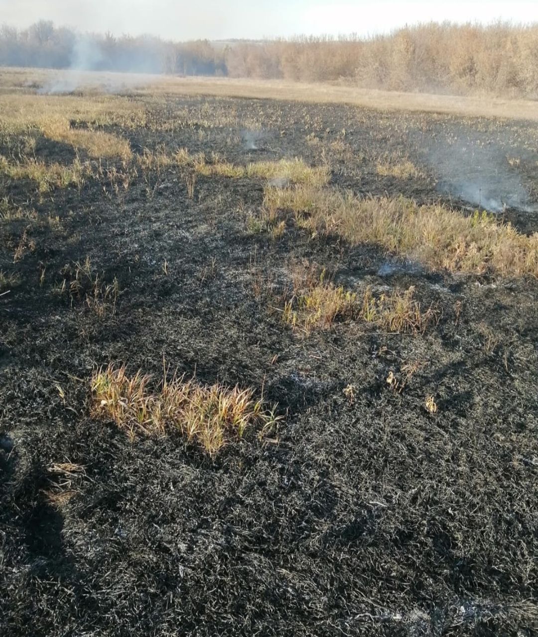 В Бавлинском районе произошло горение сухой травы