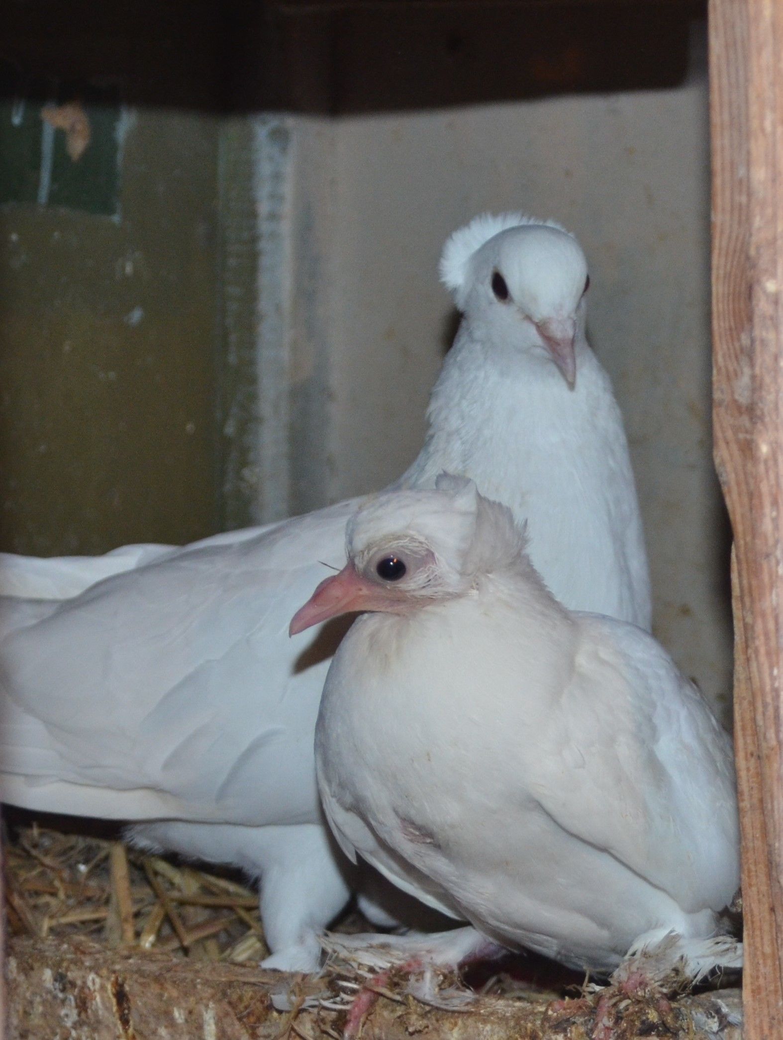 Бавлинец – разводчик голубей знает как обеспечить птицам комфорт