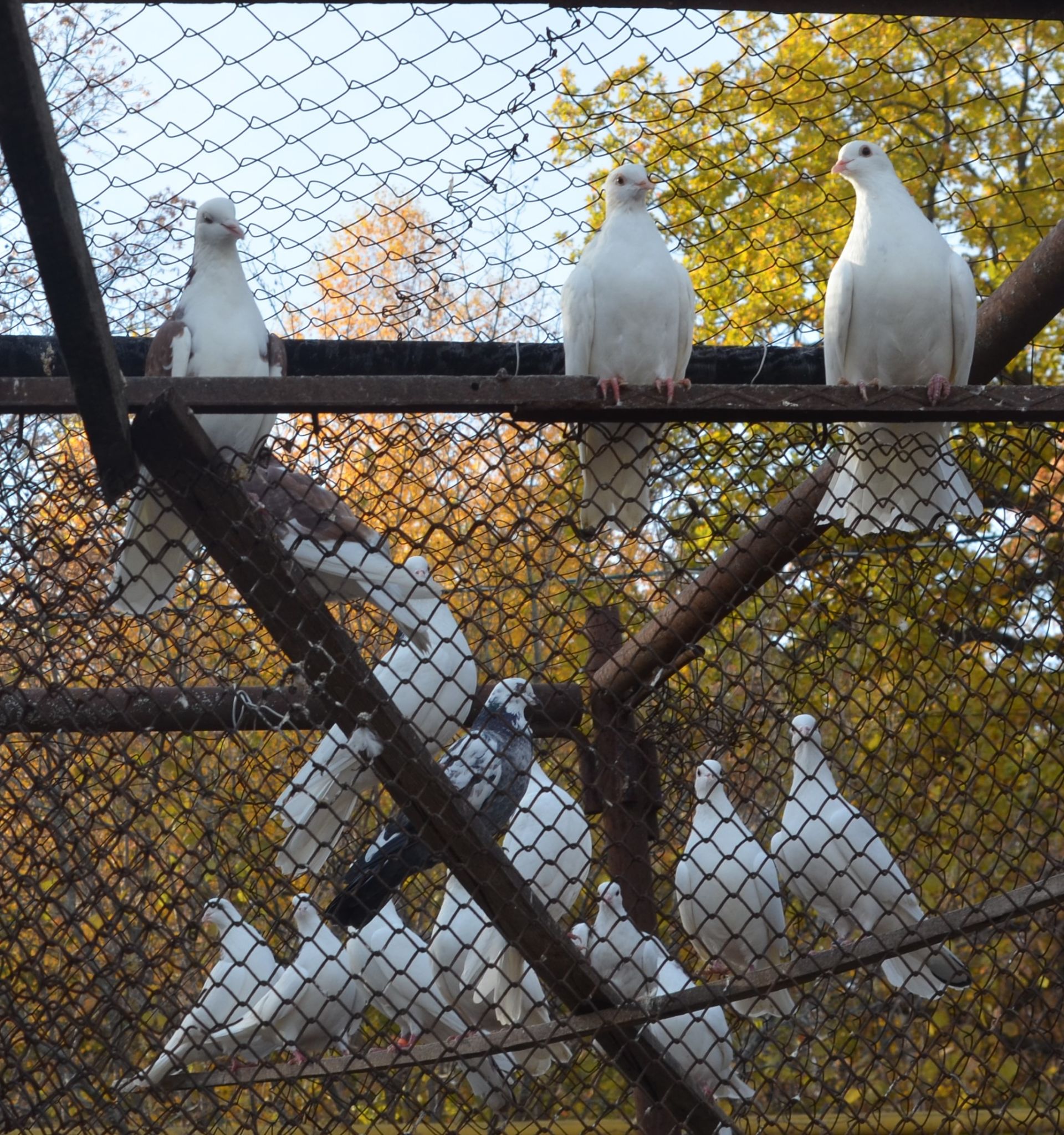 Бавлинец – разводчик голубей знает как обеспечить птицам комфорт