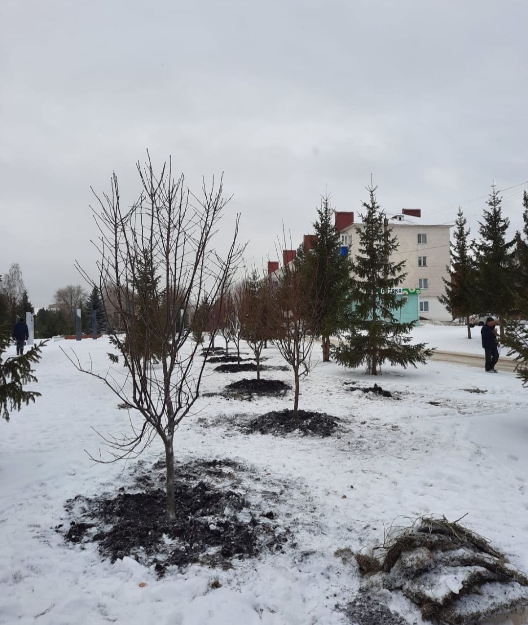В Бавлах в обновлённом парке сажают взрослые деревья