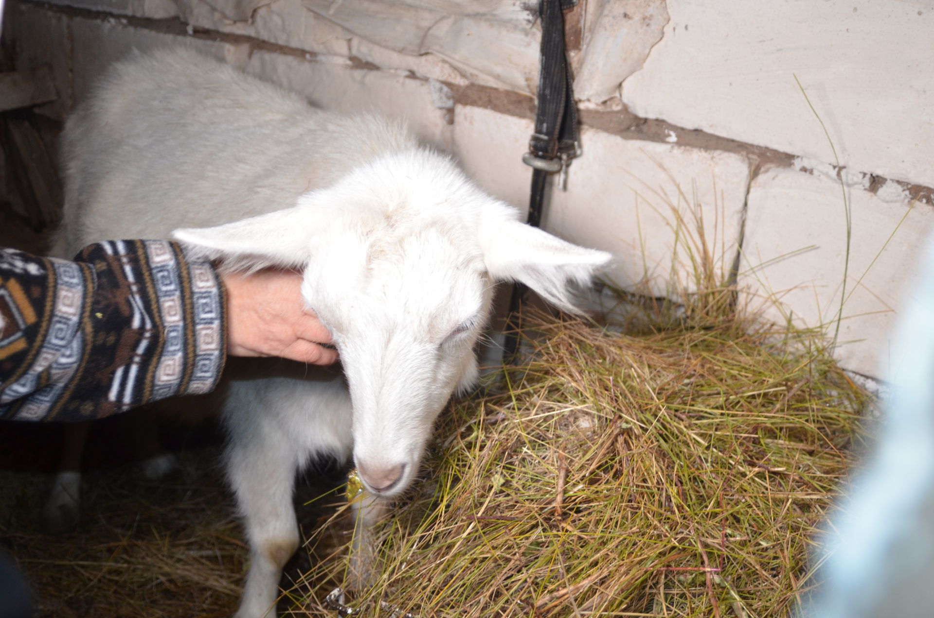 Жительница села Кзыл-Яр Танзиля Юлбарсова поделилась секретами разведения белых коз