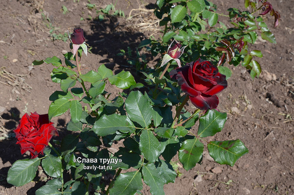 Бавлинские близнецы поделились секретами выращивания роз