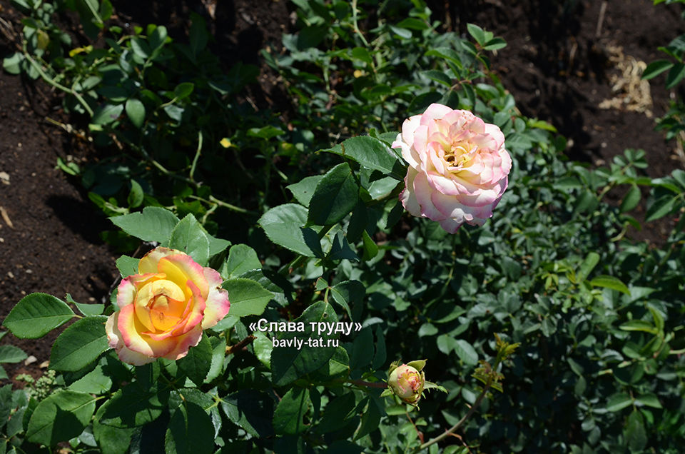 Бавлинские близнецы поделились секретами выращивания роз