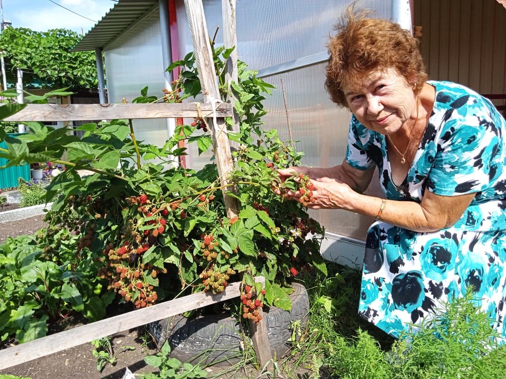 Баулы пенсионеры гигант помидорлар үстергән
