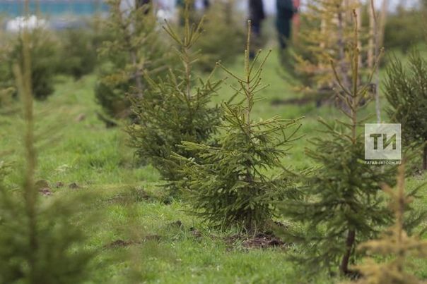 За весну и осень в Татарстане высажено 3,2 млн саженцев