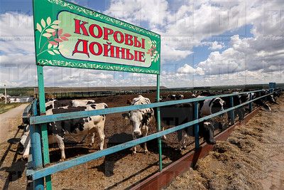 Минсельхозпрод РТ: снижение поголовья КРС связано с закрытием фермерских хозяйств