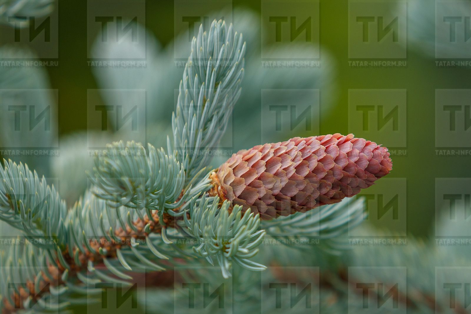 Нарат күркәсеннән компот һәм шифалы эчемлек