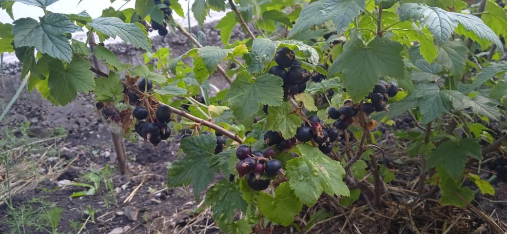 Баулы хуҗабикәләре җиләк-җимеш эшкәртә