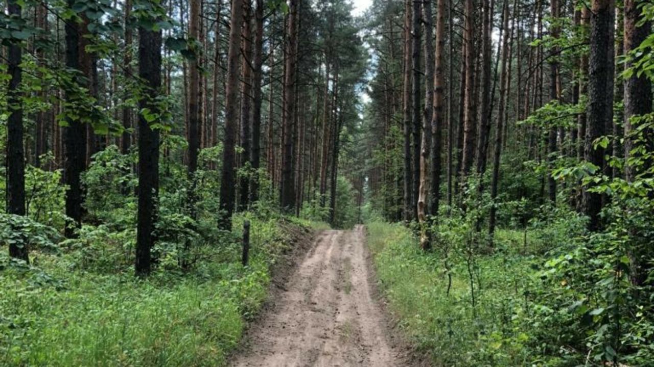 В рамках нацпроекта в РТ обновили лесные противопожарные дороги