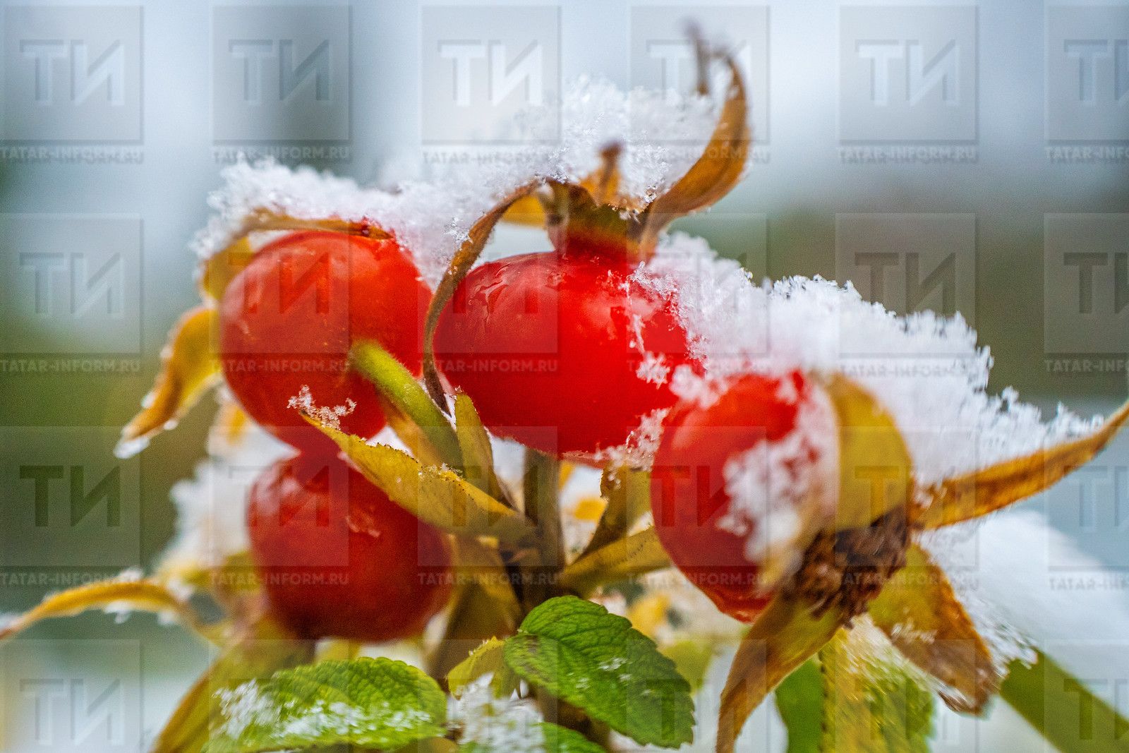 29 февральгә сынамышлар