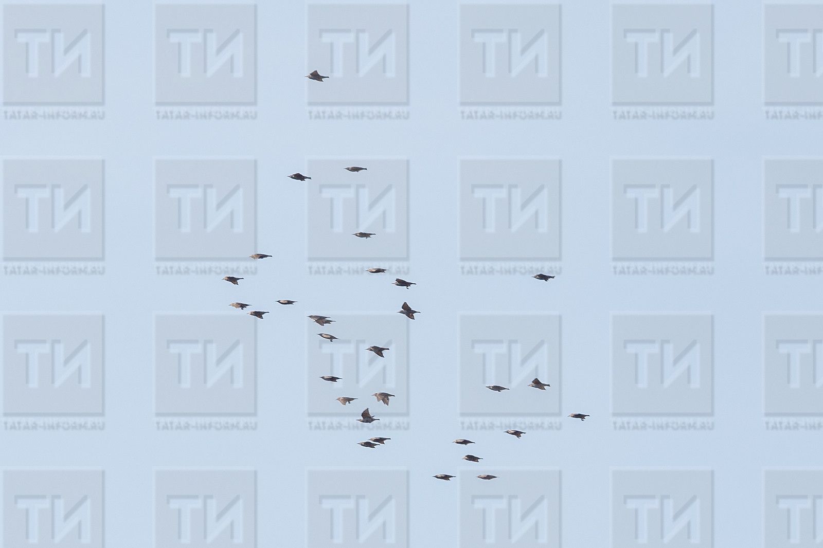 7 мартка сынамышлар