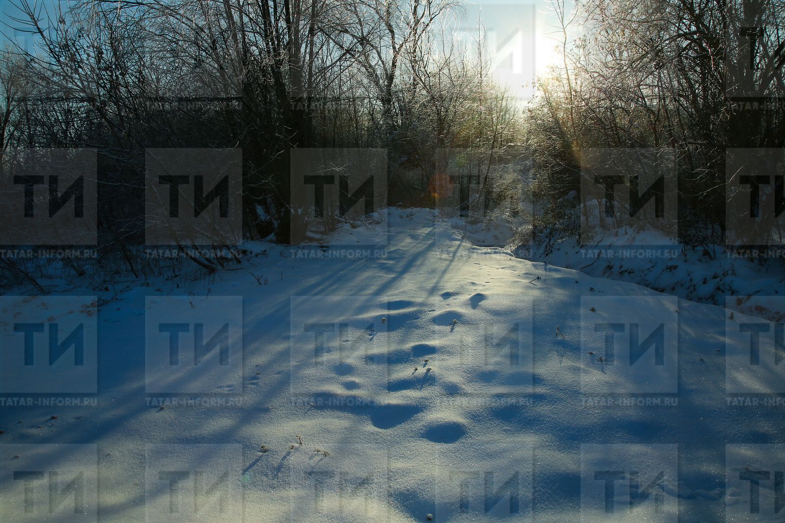 23 гыйнварга сынамышлар