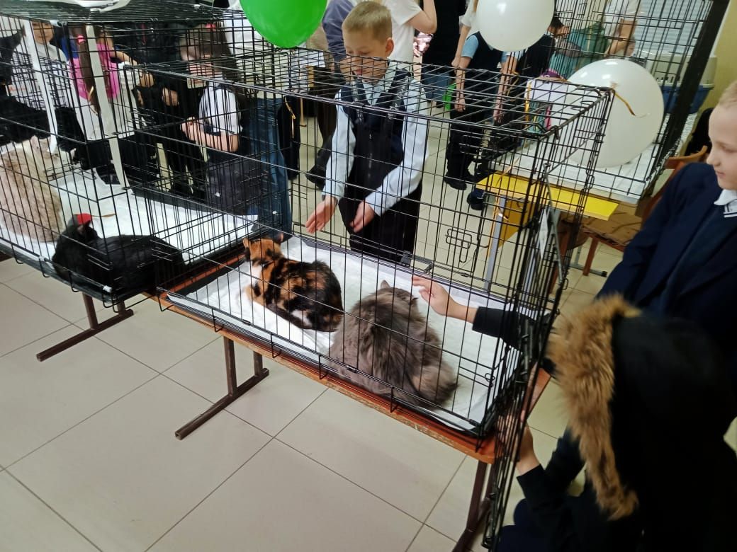 В Бавлах состоялась выставка кошек