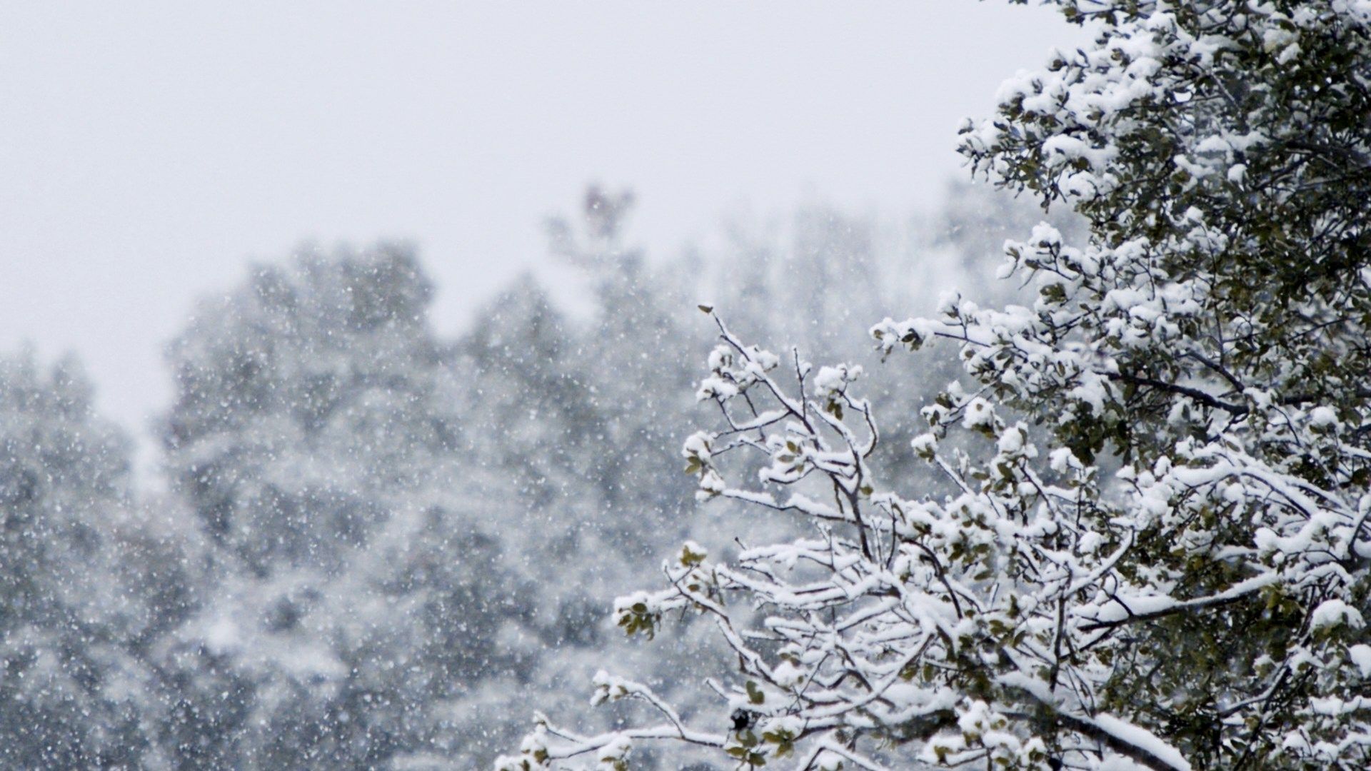 12 февральгә сынамышлар