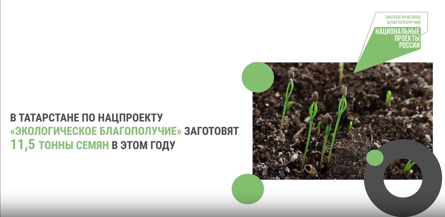 Заготовка и переработка семян лесных растений в РТ: сбор, переработка и проверка качества