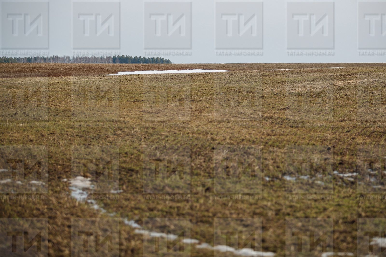 В «Россельхозцентре» Татарстана пояснили, как избавиться от проволочника – вредителя сельхозкультур