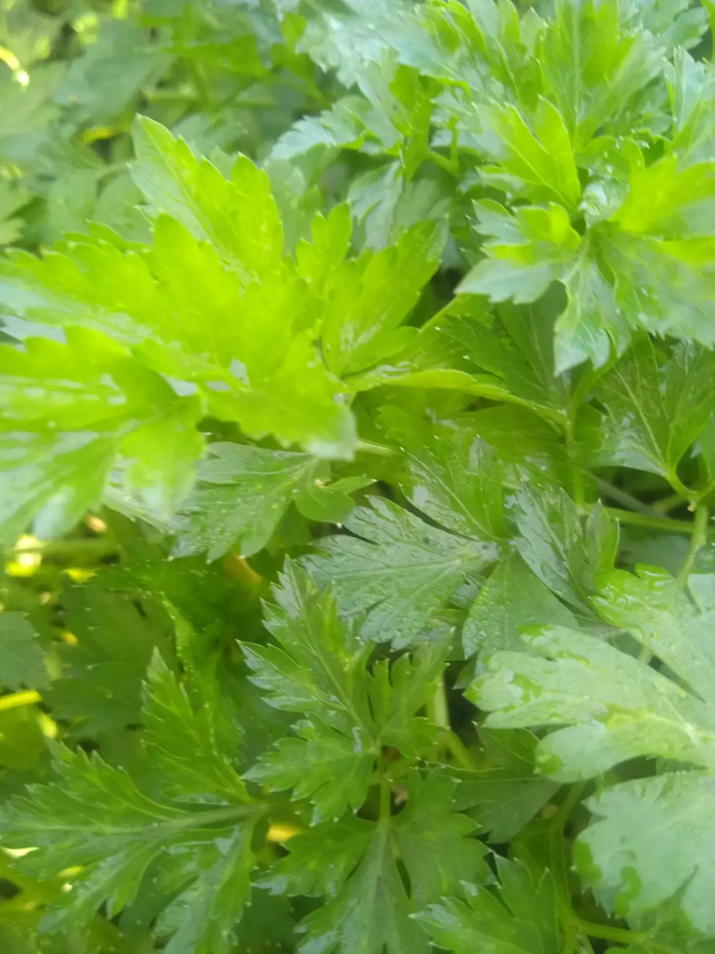 Баулы хуҗабикәләренә петрушканы кышка саклауның өч төрле ысулы