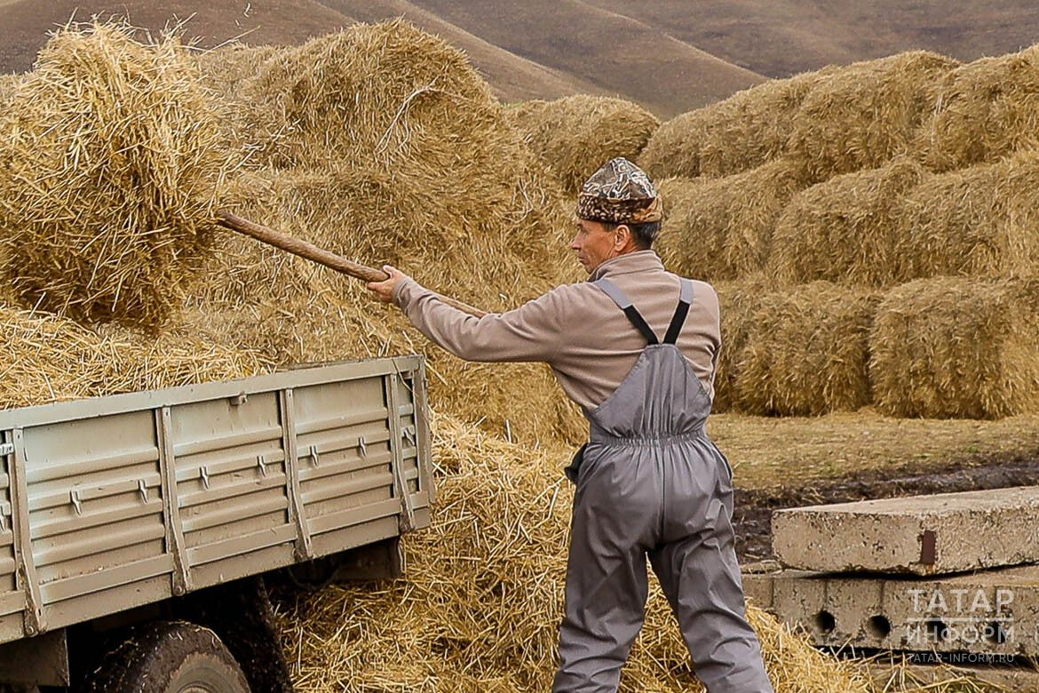 В Бавлах кормозаготовке мешают проливные дожди