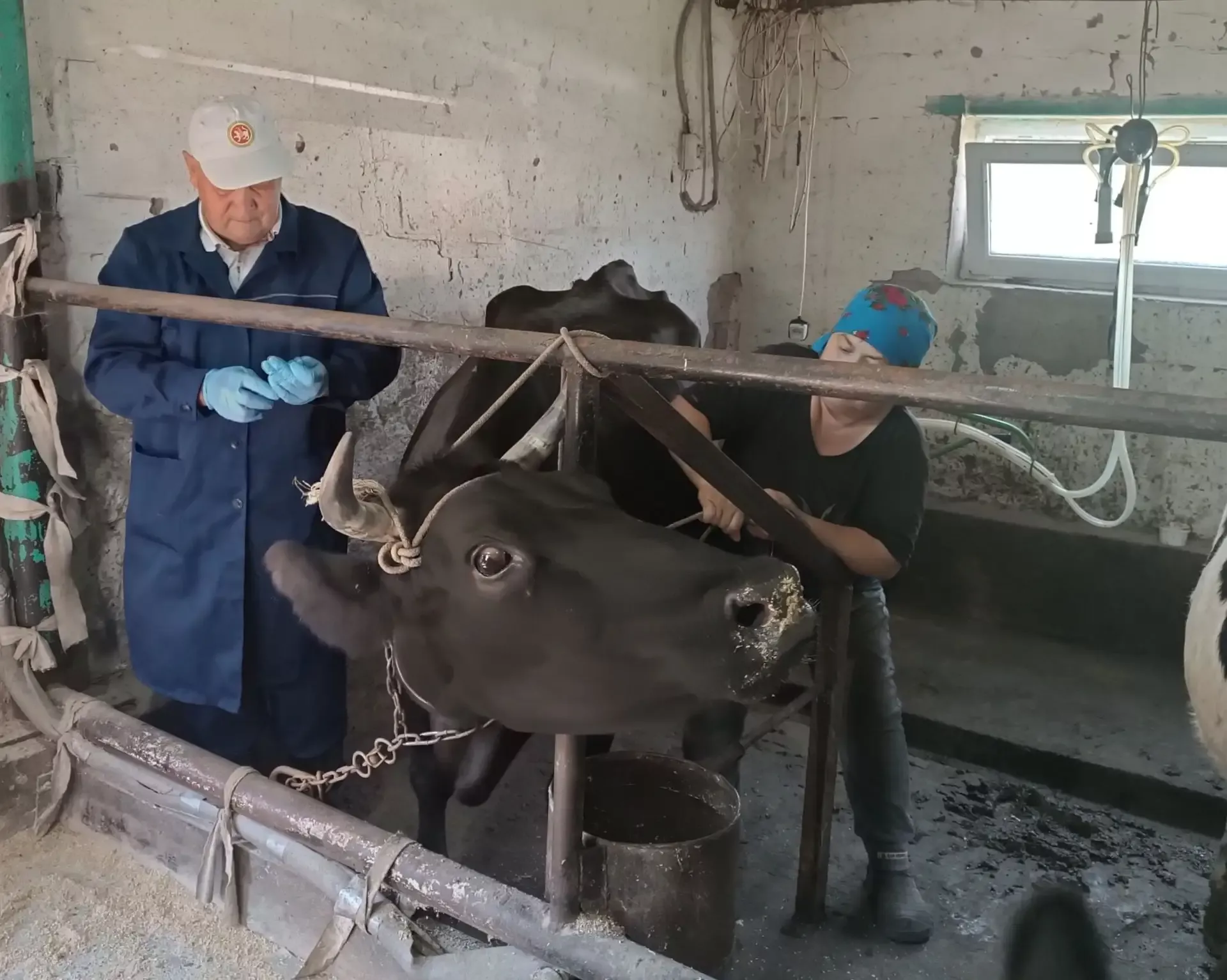Баулы районында көзге эпизоотик чаралар үткәрелә