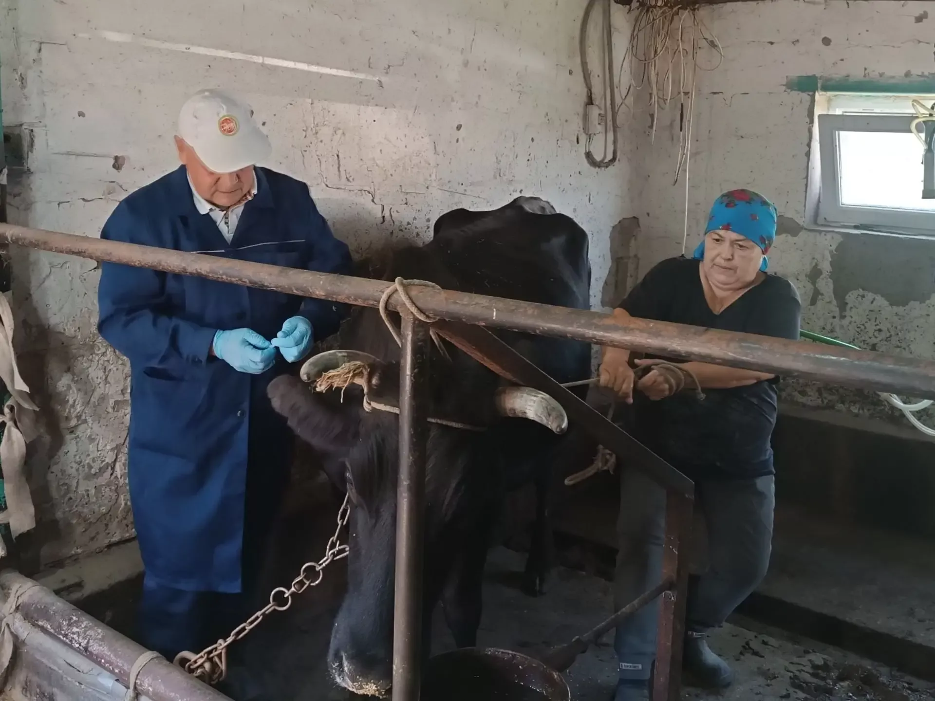 Баулы районында көзге эпизоотик чаралар үткәрелә