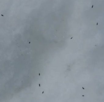 Жители соседней республики обнаружили снежных блох