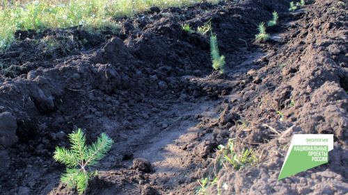 В РТ планируется восстановить леса площадью 3614 гектаров