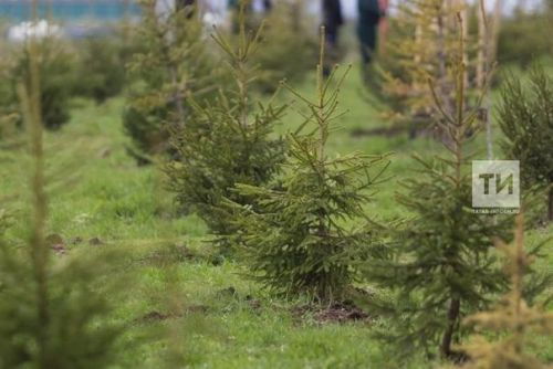 За весну и осень в Татарстане высажено 3,2 млн саженцев