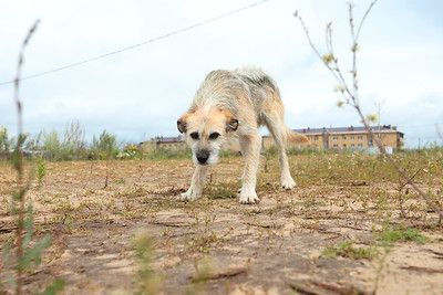 Рекоммендации бавлинцам по правилам поведения с агрессивной собакой