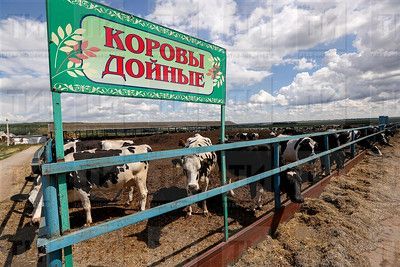 Минсельхозпрод РТ: снижение поголовья КРС связано с закрытием фермерских хозяйств