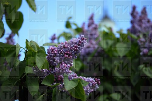Сирень чәчәгенең файдасын күрегез!