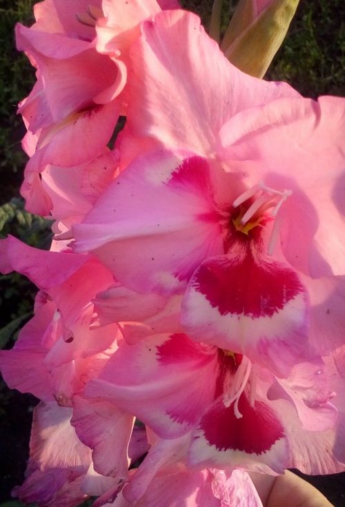 Сажаем гладиолусы, советы бавлинским садоводам