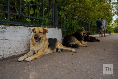 Регионам предлагают самостоятельно решать судьбу бездомных животных