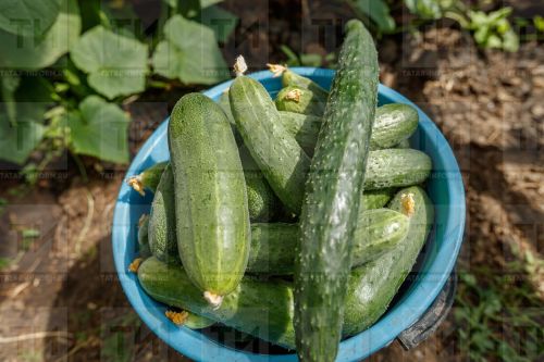 Кышлыкка кыярдан салат