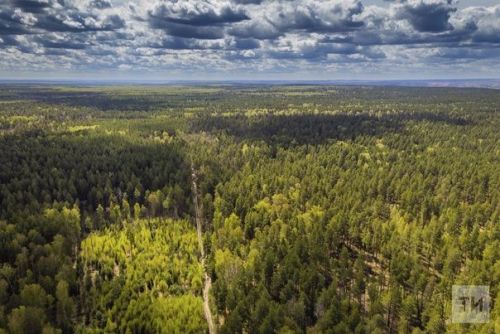 В Бавлинском районе продлен запрет на посещение лесов