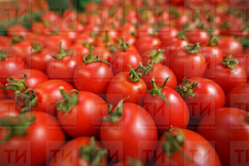 Помидор каклый беләсезме?